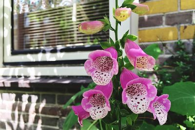 Close-up of pink orchid blooming outdoors