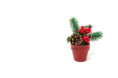 Red berries on plant against white background