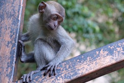 Monkey sitting on tree