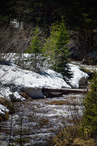 Stream in forest during winter