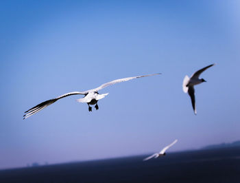 Seagulls flying in the sky