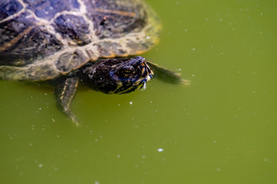 Close-up of turtle in lake