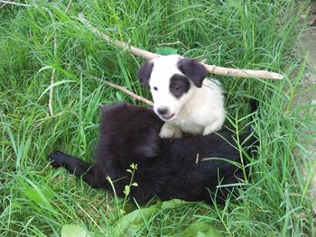 Dog sitting on grass