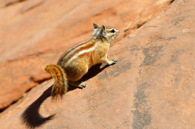 Squirrel on rock