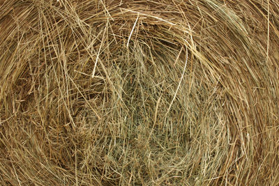 Full frame shot of hay