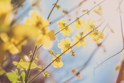 Close-up of yellow flowers