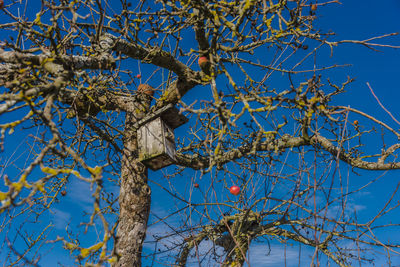 Low angle view of tree against clear blue sky