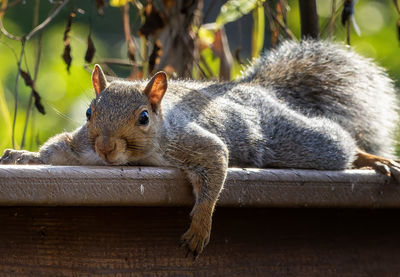 Close-up of squirrel