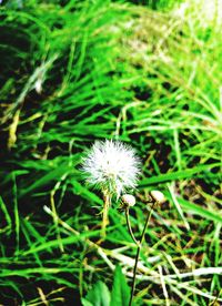 Close-up of dandelion flower on field