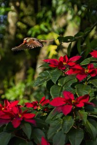 Close-up of red bird flying by flowers