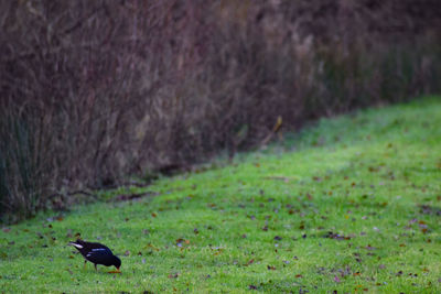 View of a bird on field