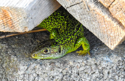 High angle view of lizard