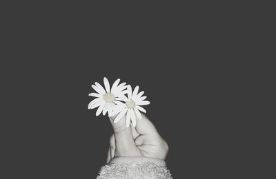 Cropped hand holding flowers against black background
