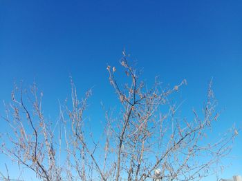 Low angle view of bare tree against clear blue sky