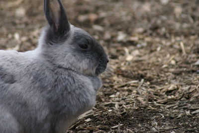 Close-up of animal on field