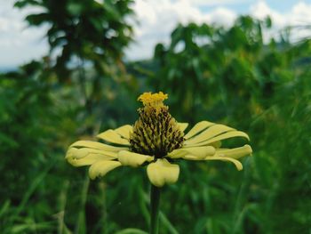 Close-up of yellow flowering plant