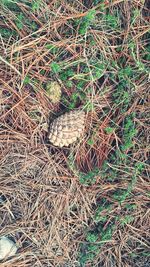 High angle view of a pine cone on field