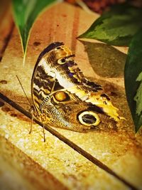 Close-up of leaf on wood