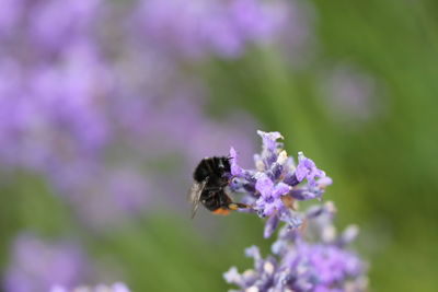 Close-up of bee on purple flower