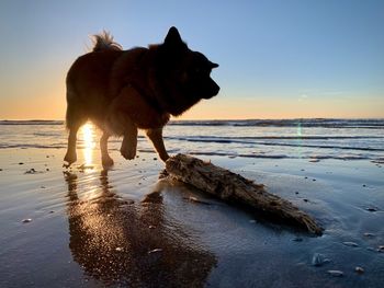 Dog on beach