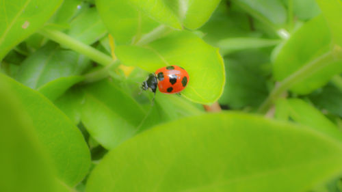 Close-up of ladybug on leaf