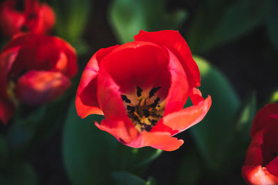 Close-up of red rose flower