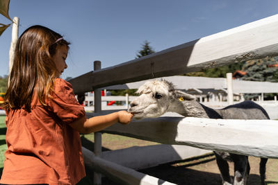 Preschool girl feeding white alpaca with carrot on a farm on summer sunny day