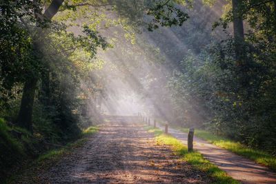 Narrow pathway along trees in forest