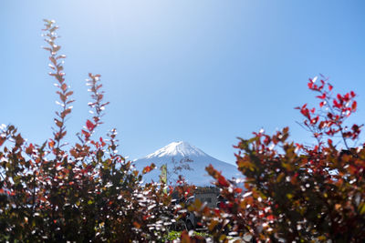 Low angle view of flowering plants against sky