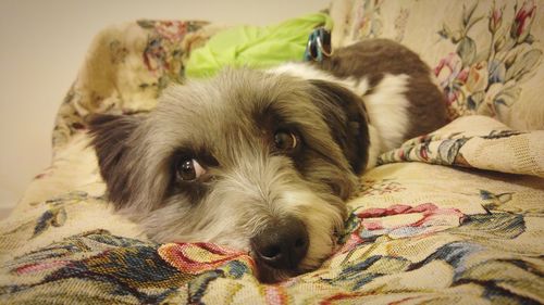 Close-up portrait of dog resting on bed