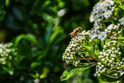 Close-up of insect on flower