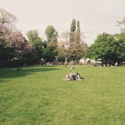 Trees on grassy field in park