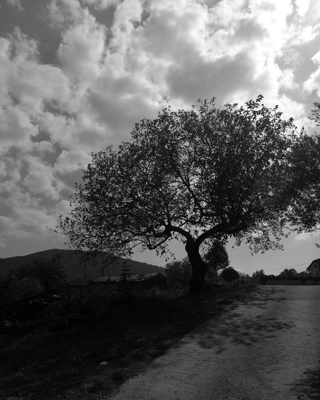 TREE ON COUNTRYSIDE LANDSCAPE AGAINST CLOUDS