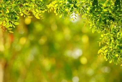 Close-up of fresh green leaves