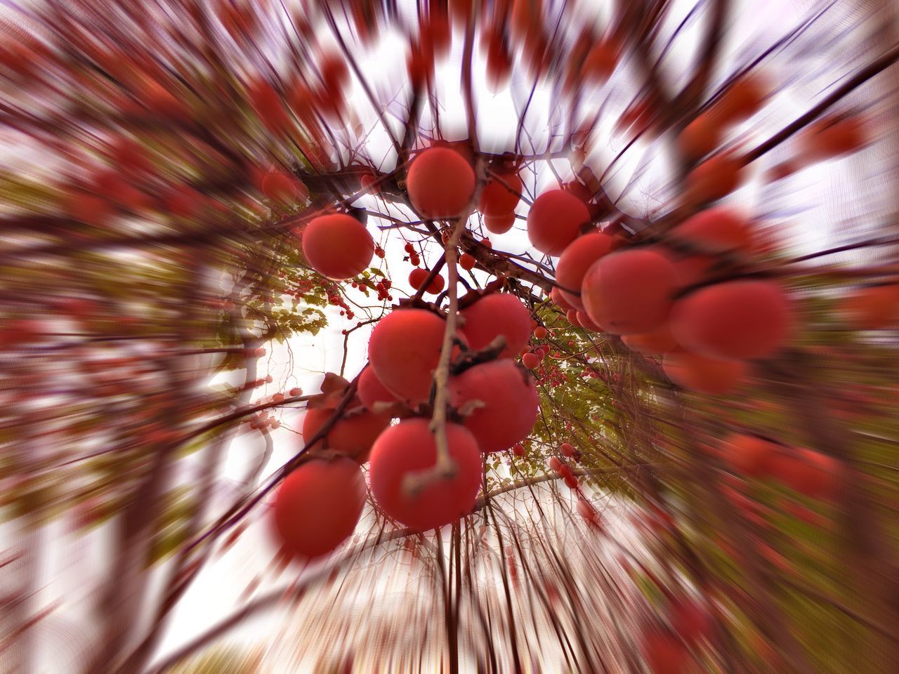 growth, red, nature, freshness, close-up, backgrounds, full frame, no people, flower, tree, fruit, beauty in nature, plant, outdoors, day, fragility, flower head