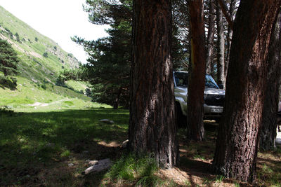 Trees on field in forest