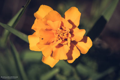 Close-up of yellow flower blooming outdoors