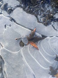 High angle view of insect