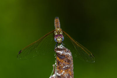 Close-up of dragonfly on leaf