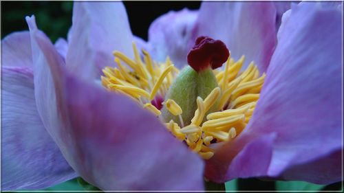 Close-up of flower blooming outdoors