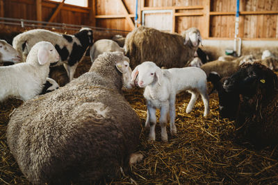 Sheep and lamb at the farm