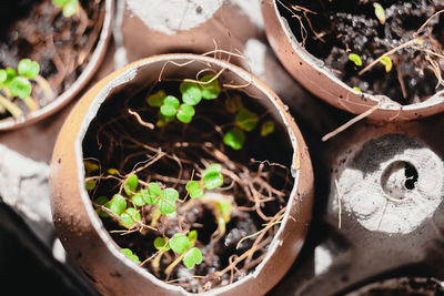High angle view of potted plants