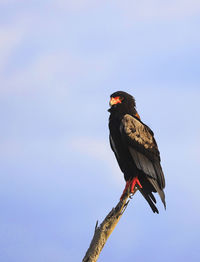 Low angle view of battler eagle perching on branch against sky,  kenya, africa