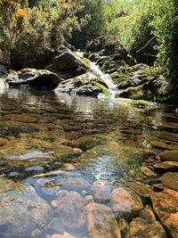 Scenic view of river in forest