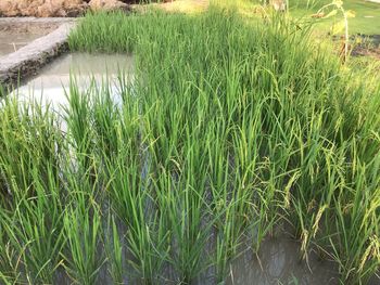 Plants growing on field by river