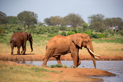 Elephant in a lake