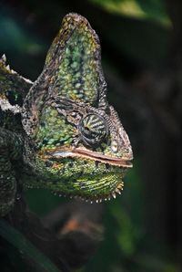 Close-up of lizard on tree