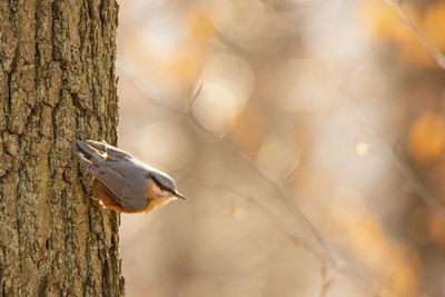 Close-up of bird perching on tree