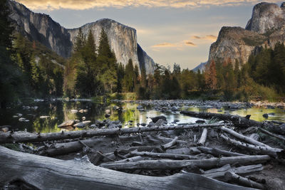 Reflection of trees in water