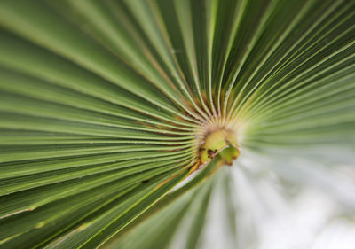 Close-up of palm leaves